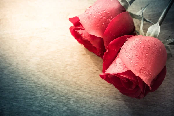 Троянда з краплями води — стокове фото