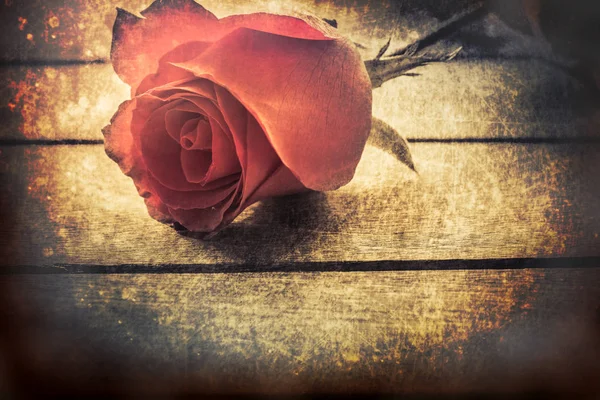 Искусство Розы для старой любви — стоковое фото