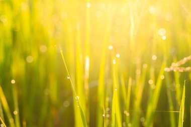 Pirinç alan bulanıklık