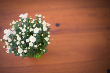 Çiçekler pot vintage