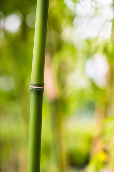Naturaleza verde de bambú — Foto de Stock