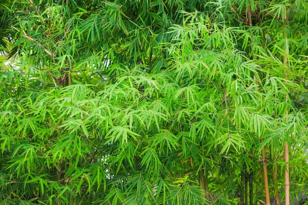 Fundo folhas de bambu — Fotografia de Stock