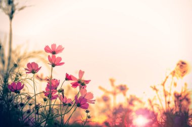 Cosmos Çiçek bahçesinde