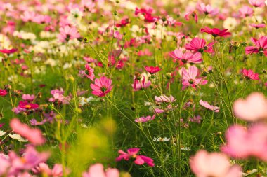Görüntü arka plan çiçeklerle evren