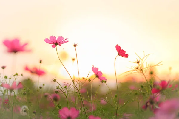 庭にコスモスの花 — ストック写真