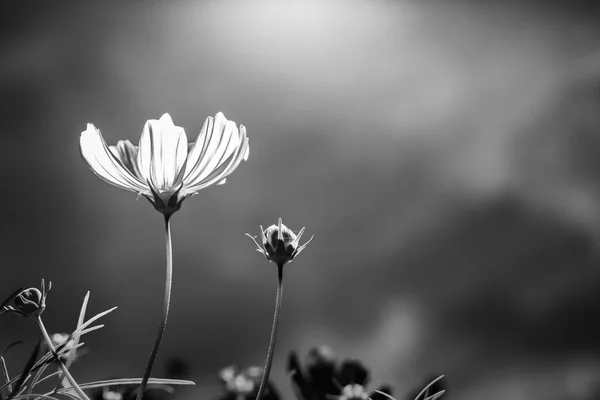 ぼかし背景とコスモスの花 — ストック写真