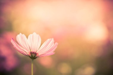 Görüntü arka plan çiçeklerle evren