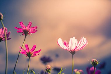 Görüntü arka plan çiçeklerle evren