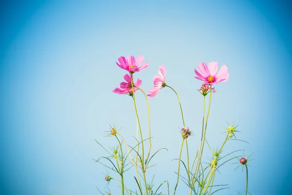 波斯菊花海与蓝色背景 — 图库照片