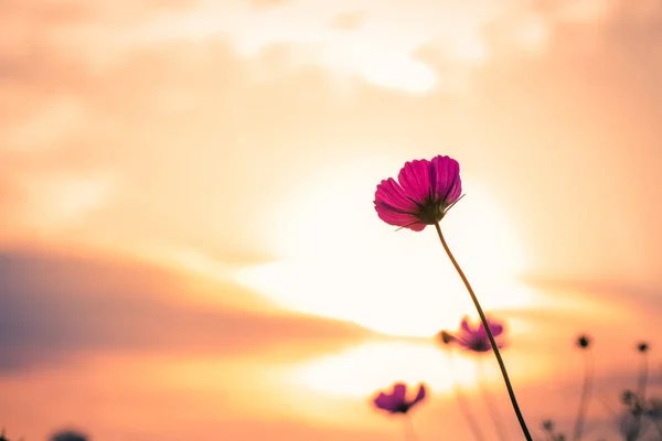 波斯菊花海与蓝色背景 — 图库照片