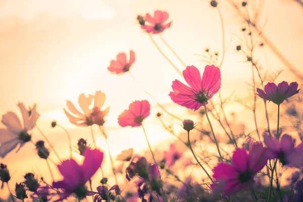 Kosmos bloemen met blauwe achtergrond — Stockfoto