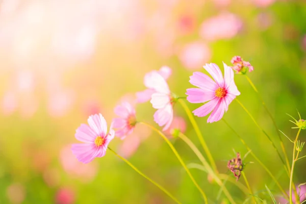 庭にコスモスの花 — ストック写真