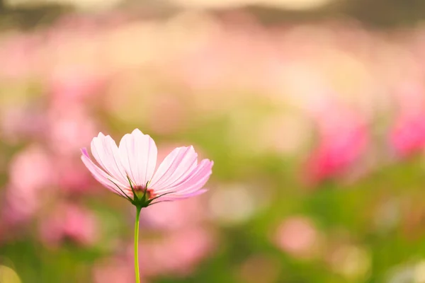 Cosmos flowers with Blur background — Stock Photo, Image