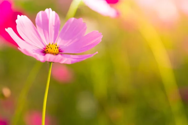 ぼかし背景とコスモスの花 — ストック写真