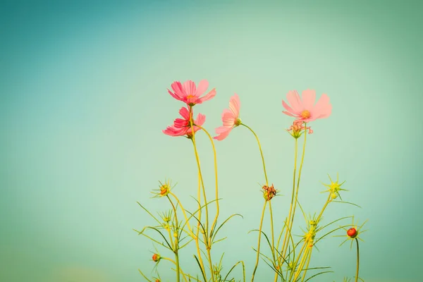 波斯菊花海与蓝色背景 — 图库照片