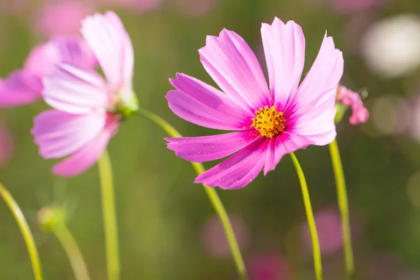 ぼかし背景とコスモスの花 — ストック写真