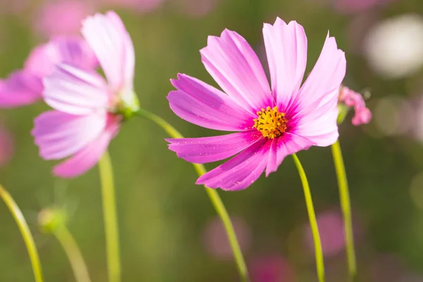 Fleurs Cosmos avec fond Flou — Photo