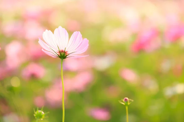 波斯菊花海与模糊背景 — 图库照片