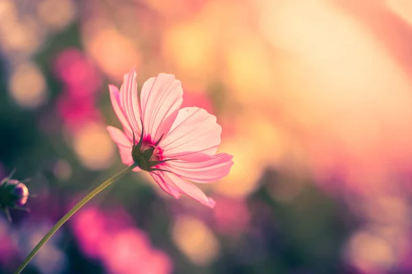 波斯菊花海与模糊背景 — 图库照片