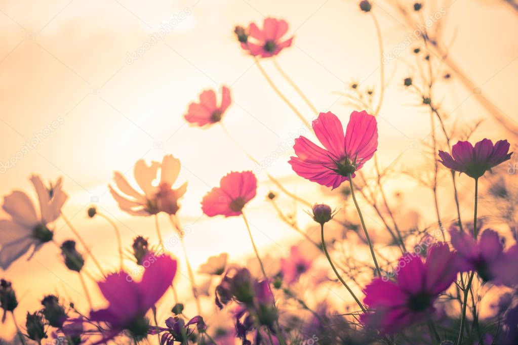 Cosmos flowers with blue background