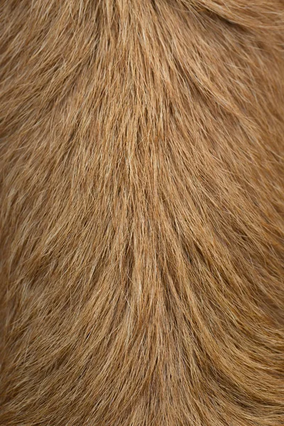 Dog hair background