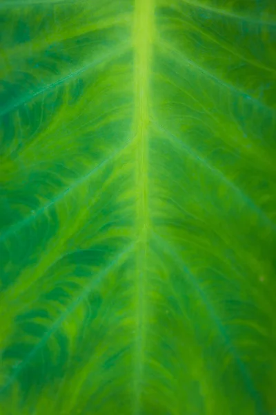 Grüner Hintergrund — Stockfoto