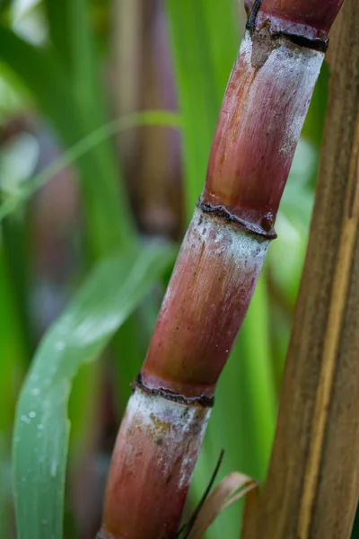 Primer plano de las plantas de caña de azúcar — Foto de Stock