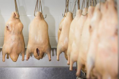Ördek taze Pekin