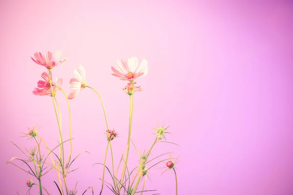 Kosmos bloemen met blauwe achtergrond — Stockfoto