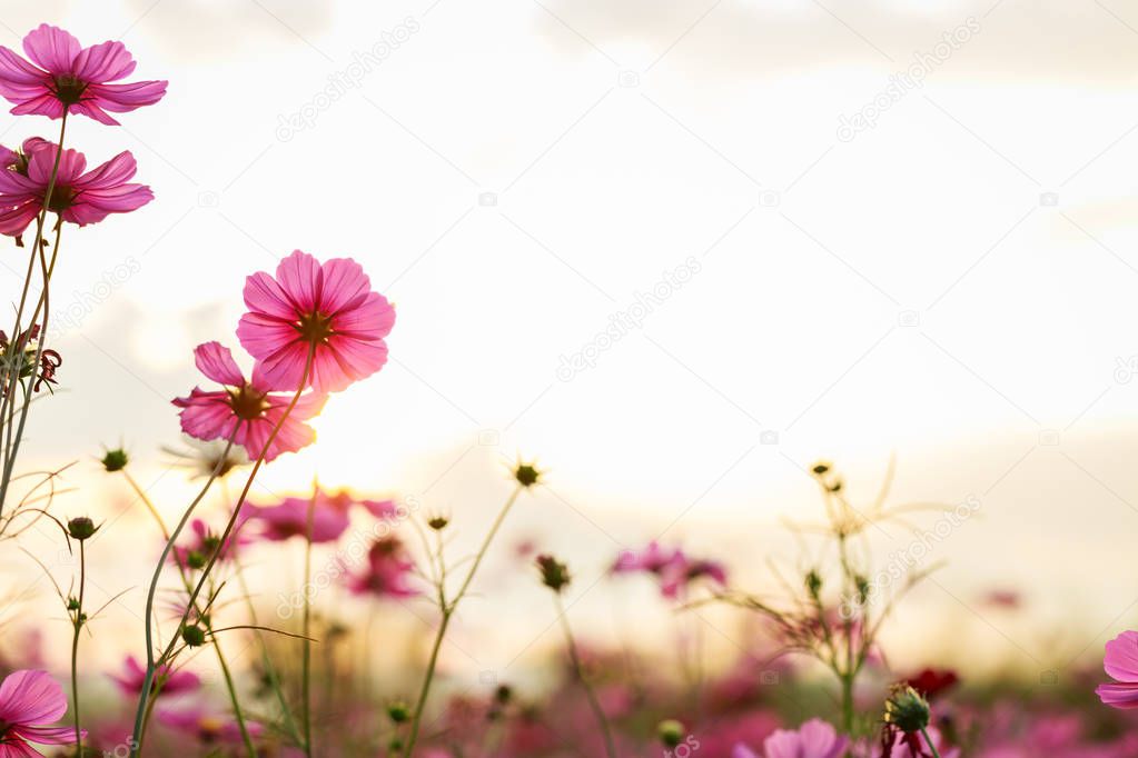 Cosmos flower garden