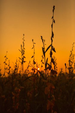 Siluet Sunn kenevir ile