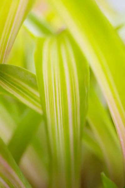 Verde da natureza — Fotografia de Stock