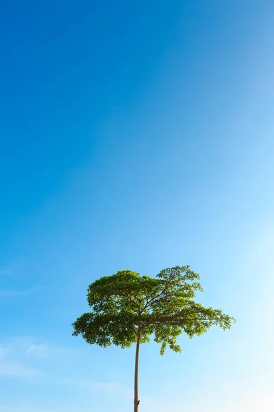 Árbol con cielo despejado —  Fotos de Stock