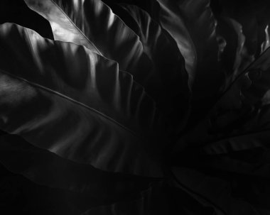 Yeşillik siyah ve beyaz