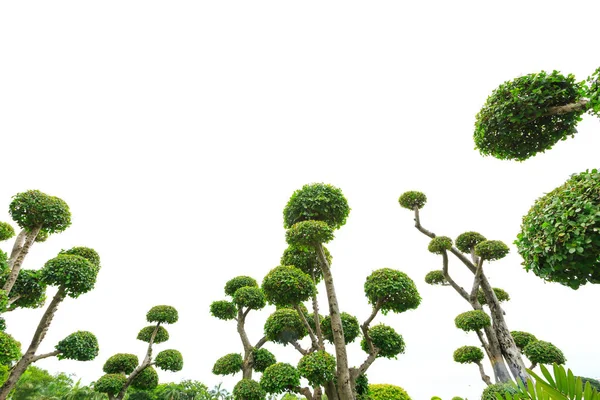 Árbol de bonsái sobre fondo blanco — Foto de Stock