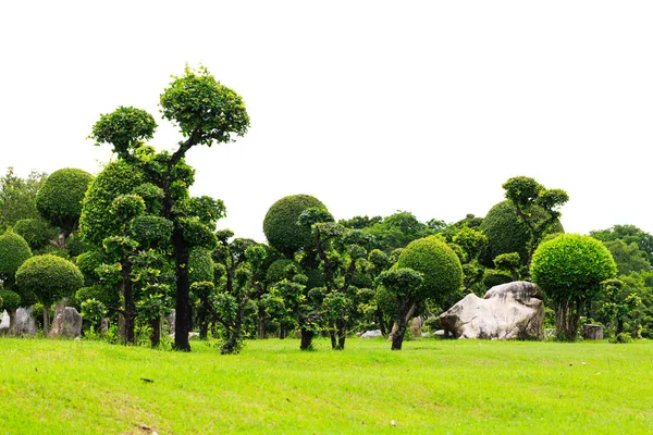 Árbol de bonsái sobre fondo blanco — Foto de Stock
