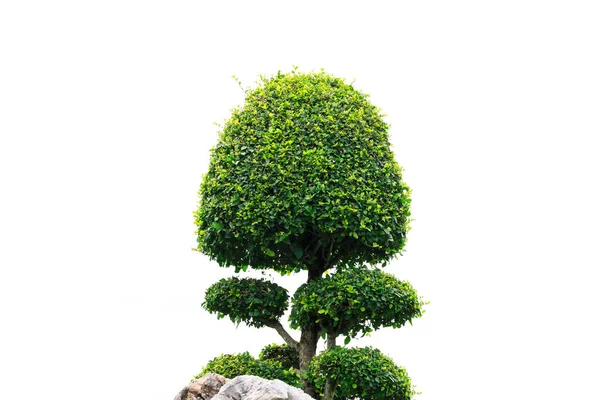 Albero bonsai su sfondo bianco — Foto Stock