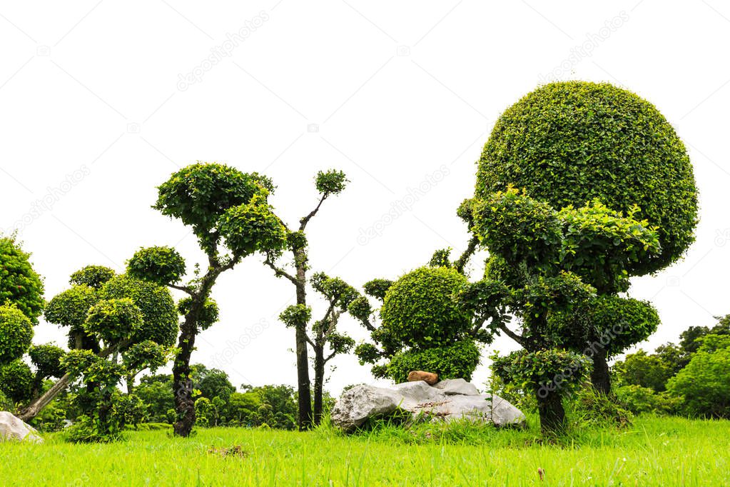 bonsai tree on white background
