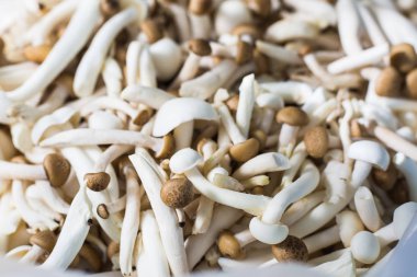 Closeup Shimeji mantar 