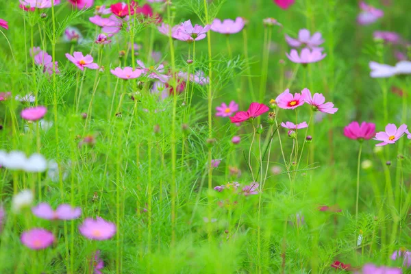 Cosmos colorful flower — Stock Photo, Image