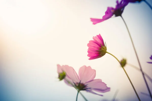 Cosmos barevné květiny — Stock fotografie