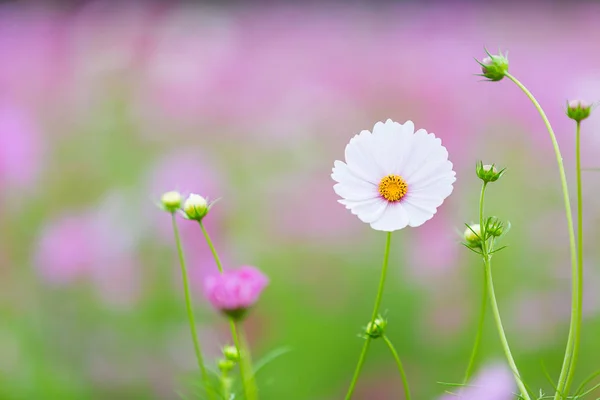 Fechar cosmos brancos — Fotografia de Stock