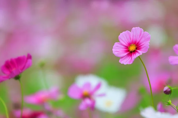 Close up white cosmos — Stock Photo, Image