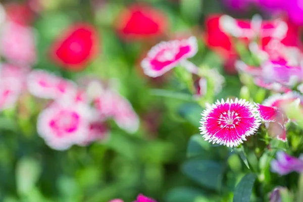 Pink Dianthus flower — Stock Photo, Image