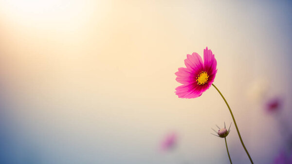 Cosmos colorful flower