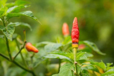 Tay biber ağacı agriculteral Tayland organik çiftlik