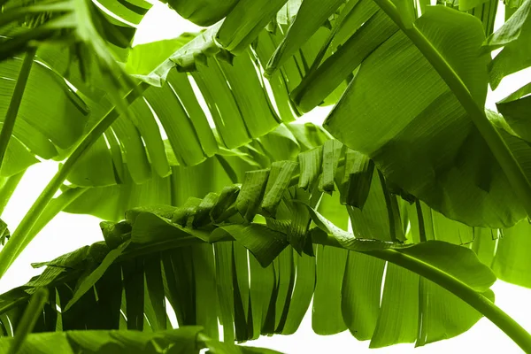 Bananeira Verde Folha Fundo — Fotografia de Stock