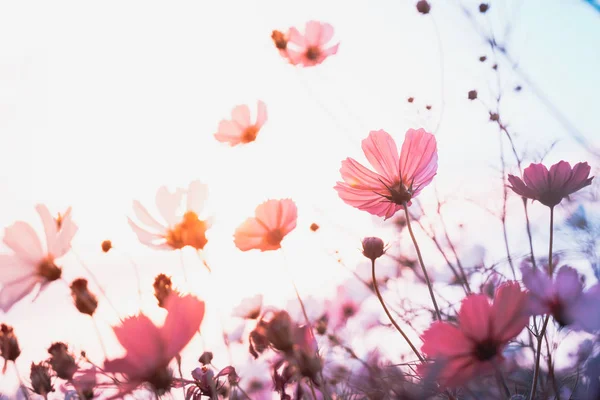 Kozmosz virágok gyönyörű — Stock Fotó