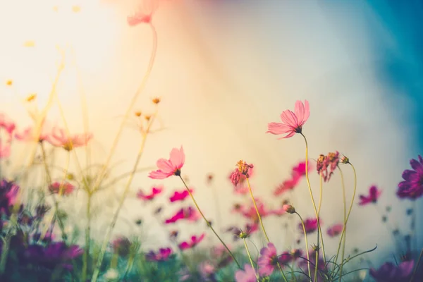 Cosmos bloemen mooi — Stockfoto