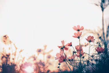 Kozmos güzel çiçekler